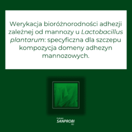 Werykacja bioróżnorodności adhezji zależnej od mannozy u Lactobacillus plantarum